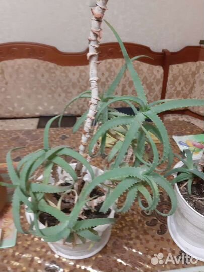 Алоэ и кактусы