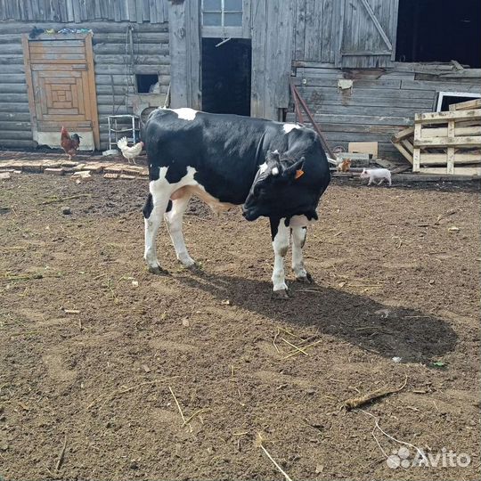 Продам быка