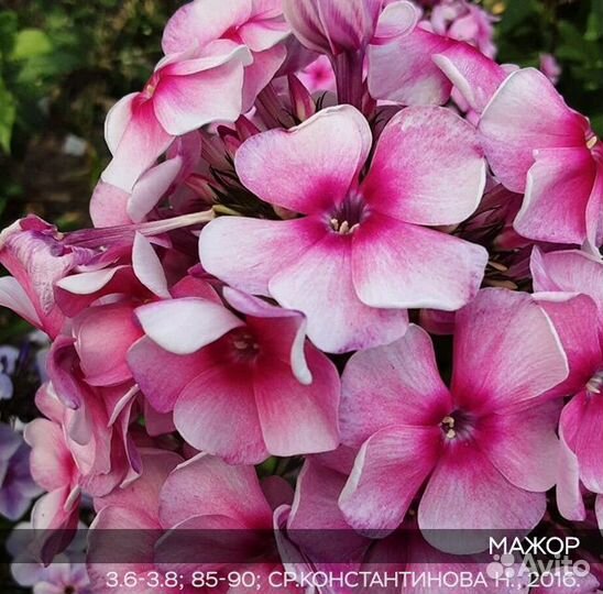 Флоксы метельчатые