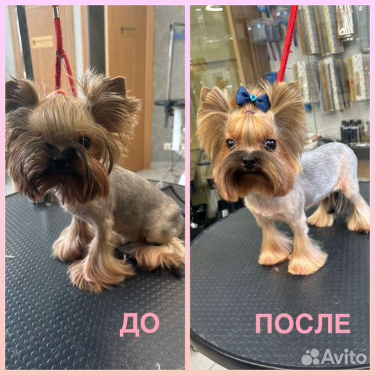 Груминг собак