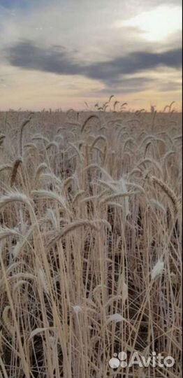 Зерно ячмень