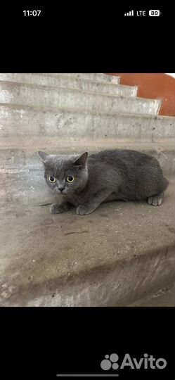 Британская кошка