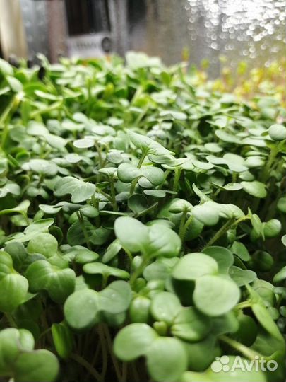 Микрозелень