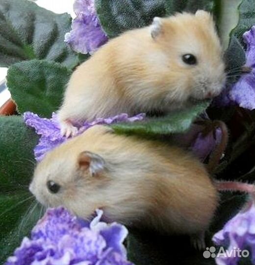 Малыши джунгарских хомячков из питомника