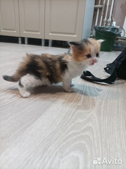 Кошки в добрые руки