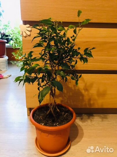 Фикус бенджамина плетеный