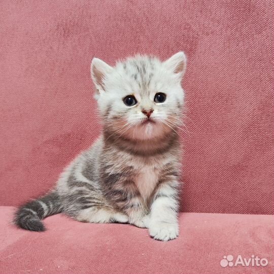 Британские котята