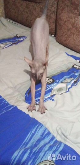Кошечка донской сфинкс вязка