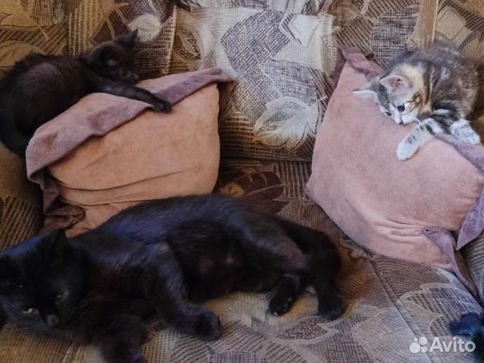 Кошка в дар бесплатно