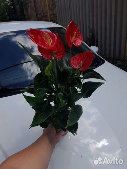 Антуриум красный большой