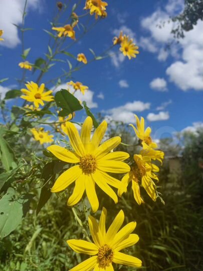 Дача 22 м² на участке 6 сот.