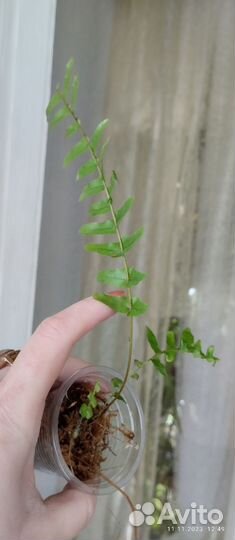 Растения комнатные