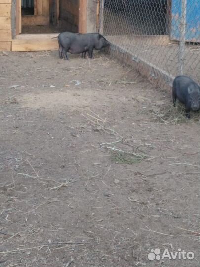 Поросята-вьетнамцы