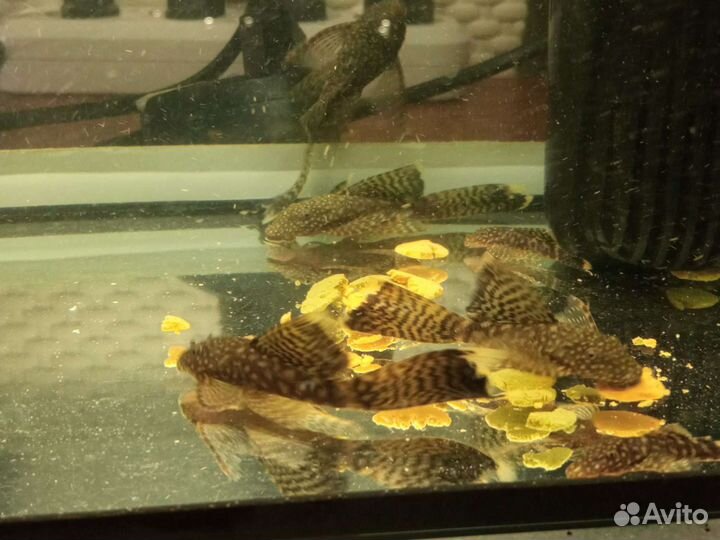 Сом анциструса вуалевый хвост желтый