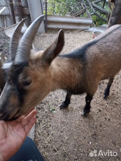 Семья камерунский коз