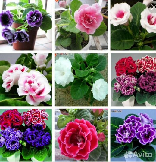 Глоксиния махровая детки подросшие