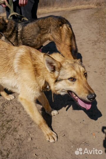 Братик с сестричкой ищут дом