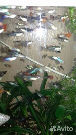 Рыбки гуппи