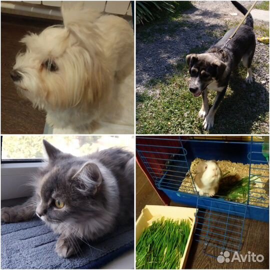 Передержка - гостиница для животных