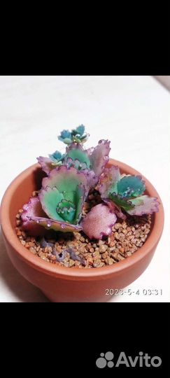 Каланхоэ лаетивиренс