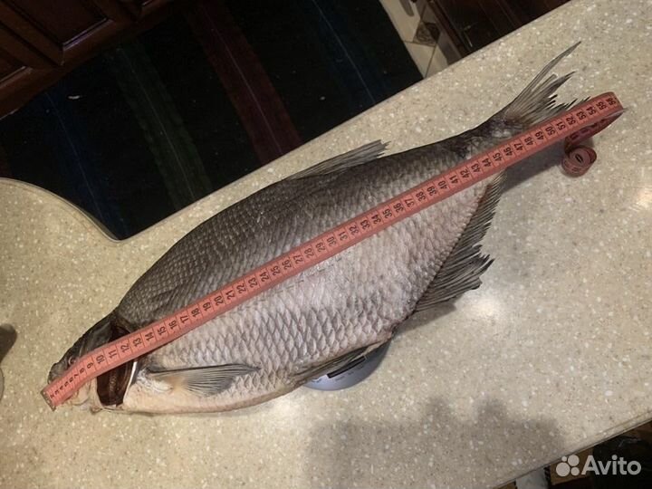 Цимлянский лещ