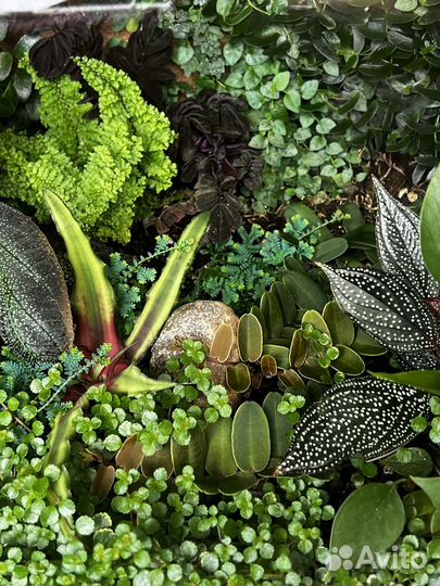 Маркгравия синтениси Marcgravia sintenisii