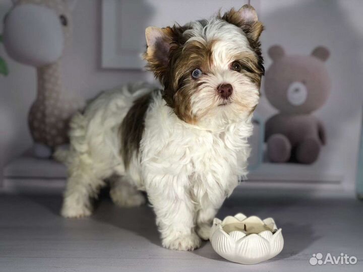 Мраморная красотка