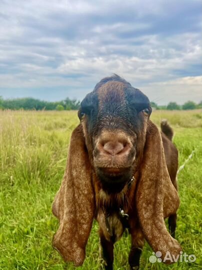 Козел на вязку нубо-каморик