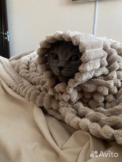 Передержка животных в домашних условиях