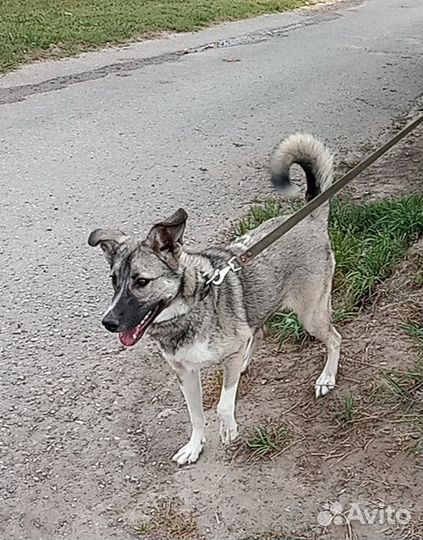Собаки бесплатно в добрые руки