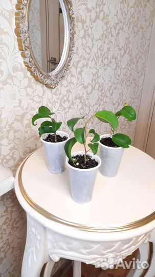 Фикусы разных сортов