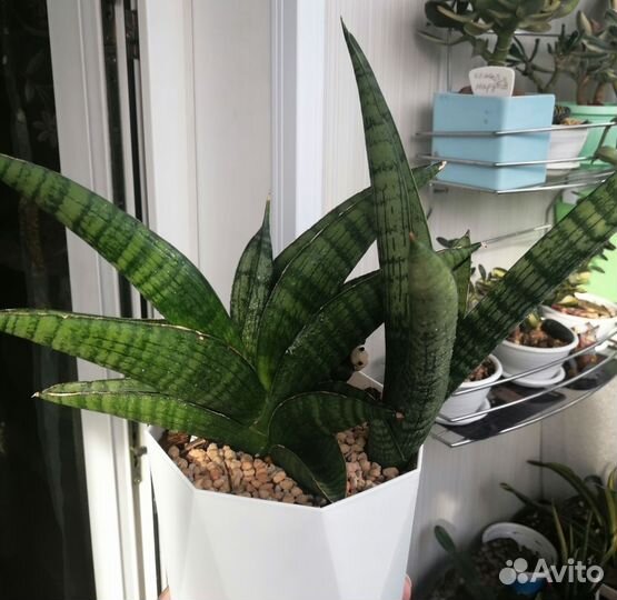 Сансевиерия 5