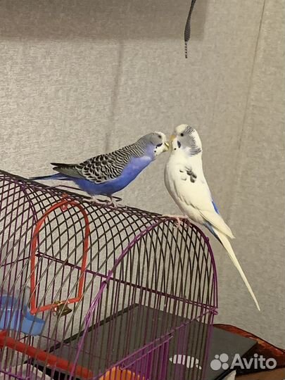 Волнистый попугай