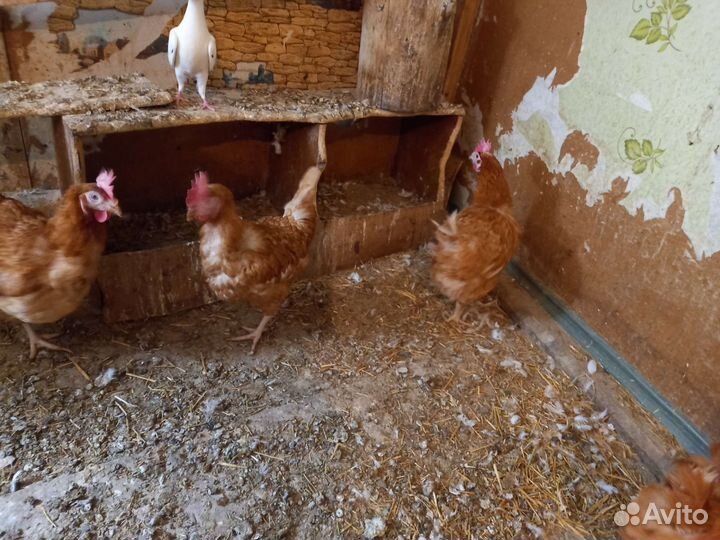 Куры несушки
