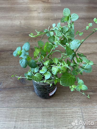 Мята (шоколад, апельсин), мелисса