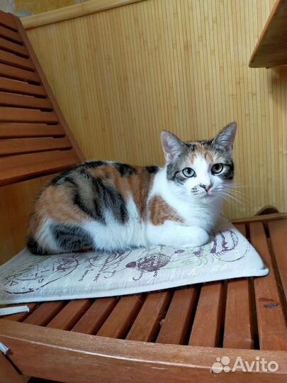 Кошка в добрые руки