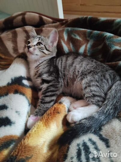 Котёнок Мальчик Бесплатно