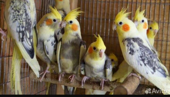 Попугаи Карелла