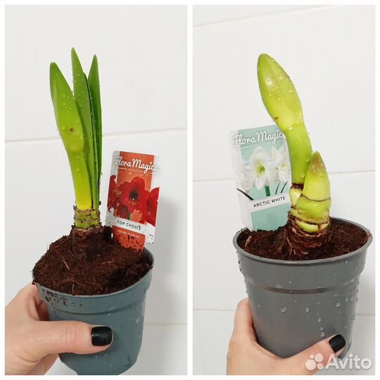 Гиппеаструм амариллис белый/красный