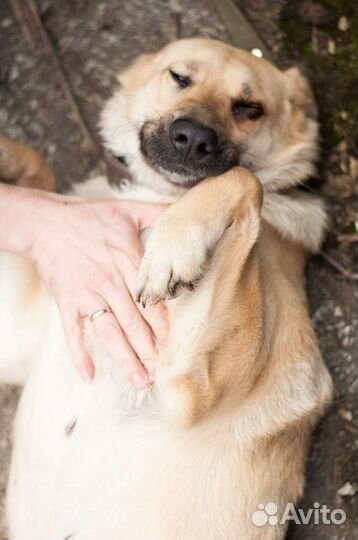 Собаки бесплатно в добрые руки