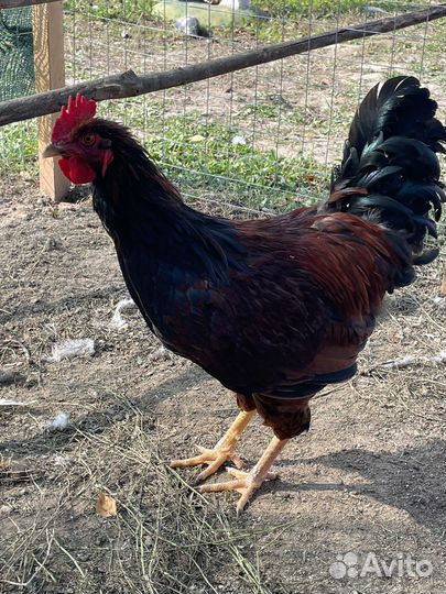 Молодые петухи