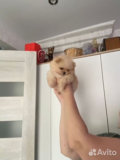 Померанский шпиц