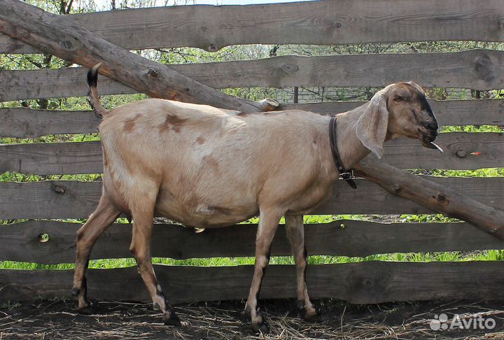 Англо -нубийская коза 100