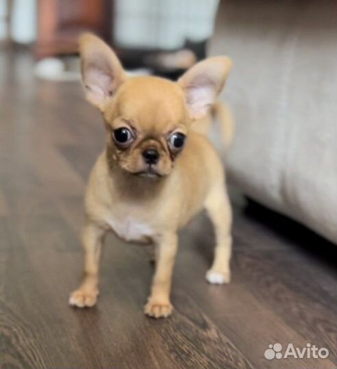 Чихуахуа девочка