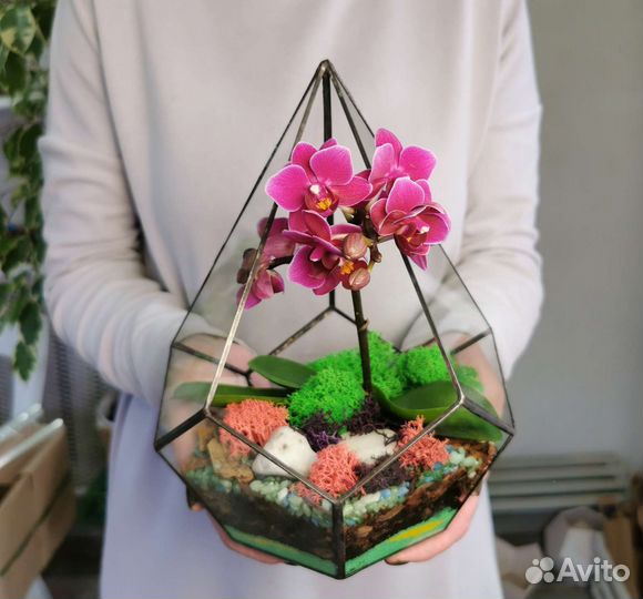Разные флорариумы с орхидеями орхидариумы