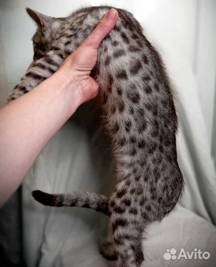 Уникальный бенгал. серебро Ф2