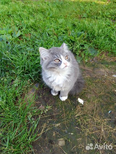 Котёнок в добрые руки