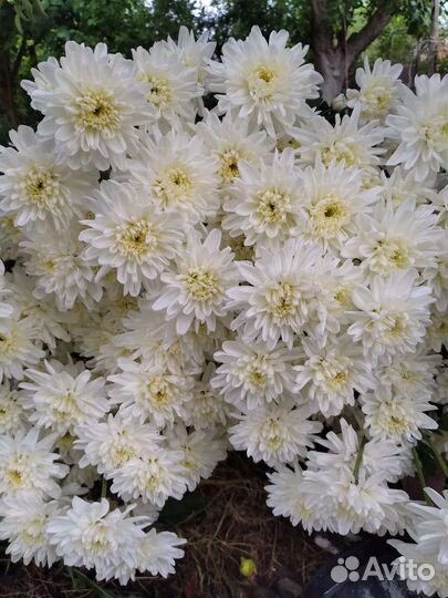 Хризантема местная своя