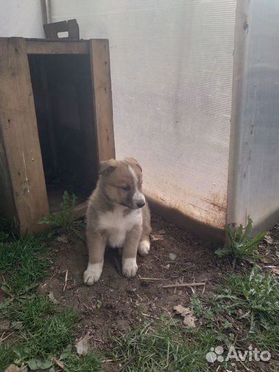 Продажа щенка лайки