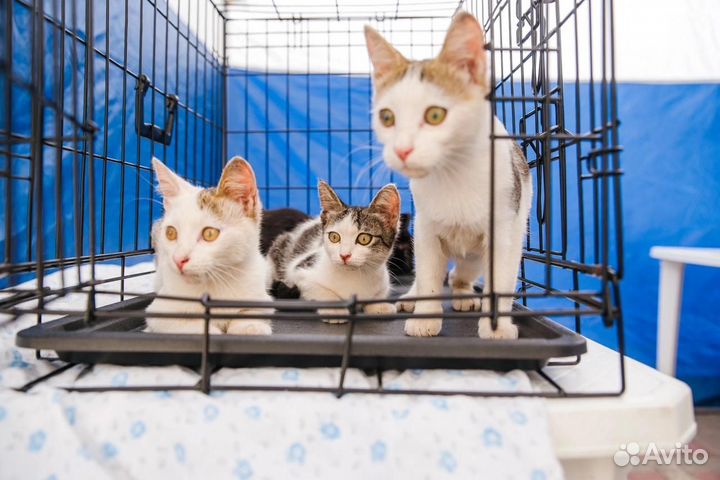 Котята мальчики и девочки